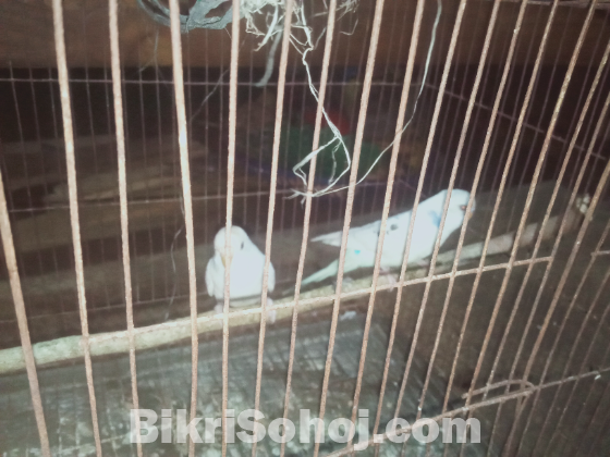 বাজিগার + ডায়মন্ড ডাব